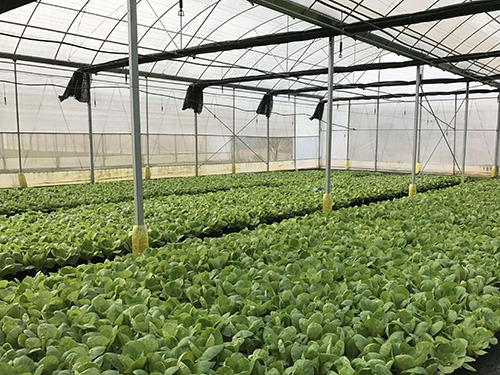 蔬菜大棚